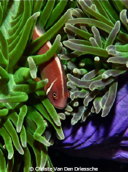 clownfish in anemone by Christa Van Den Driessche 